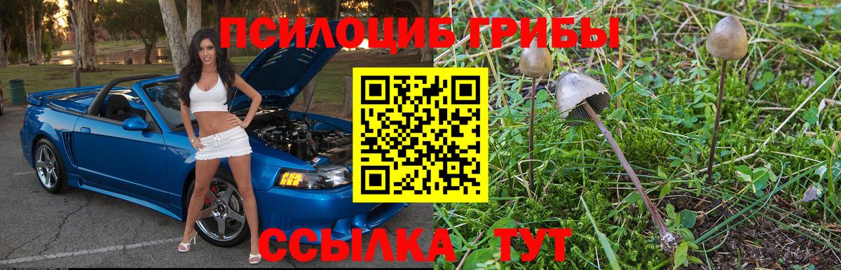 Псилоцибиновые грибы Psilocybe Чехов